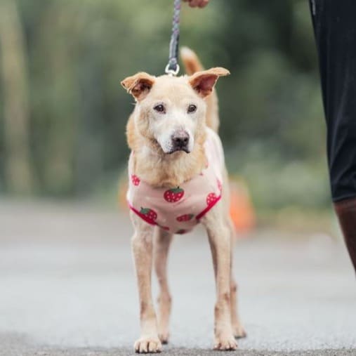Tan adult male mixed-breed dog, Medium, shelter no. …8002