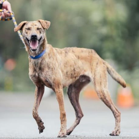 Photo of No. AAAEG1130928002, Adult · Male · Medium · Mixed breed