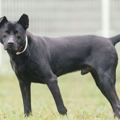 Black adult male mixed-breed dog, Large, shelter no. …2004