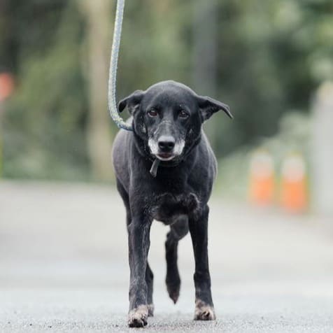 Black adult male mixed-breed dog, Medium, shelter no. …2901