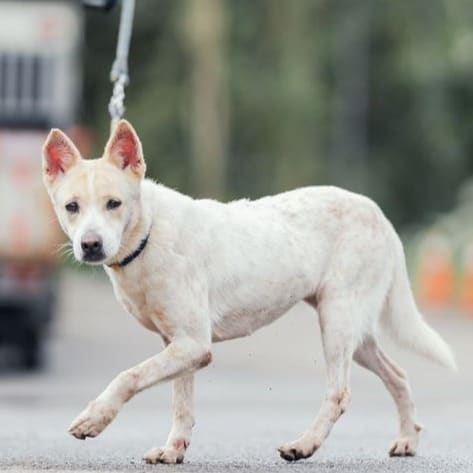 Photo of No. AAAEG104120316, Adult · Female · Medium · Mixed breed