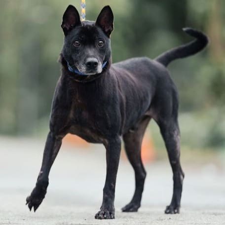 Photo of No. AAAEG105040302, Adult · Male · Medium · Mixed breed