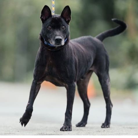 Black adult male mixed-breed dog, Medium, shelter no. …9002