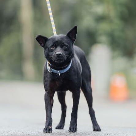Photo of No. AAAEG1100914003, Adult · Female · Medium · Mixed breed