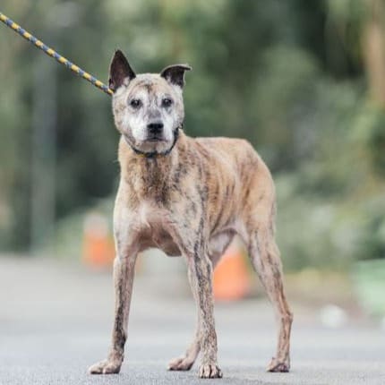 Photo of No. AAAEG1110709003, Adult · Male · Medium · Mixed breed