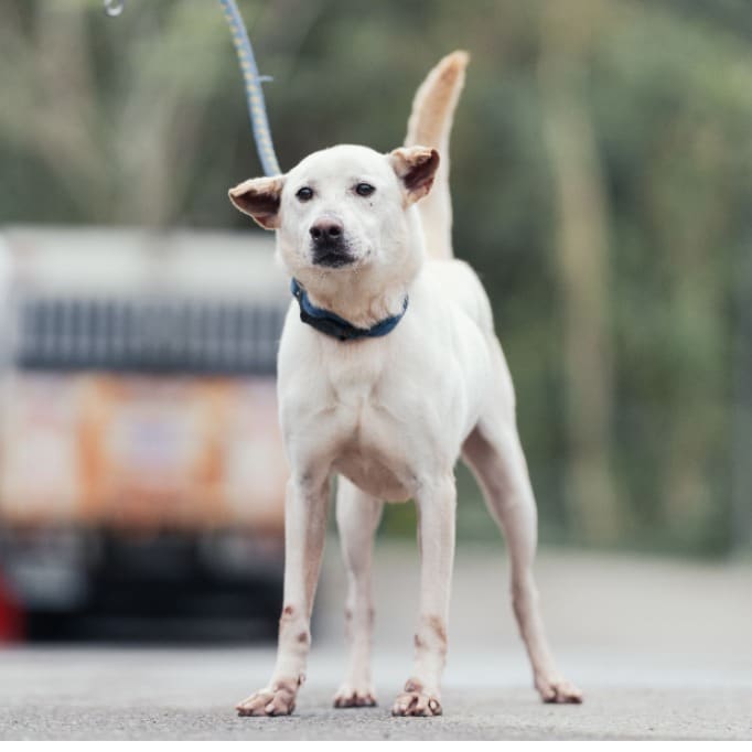 Photo of No. AAAEG1120126001, Adult · Male · Medium · Mixed breed