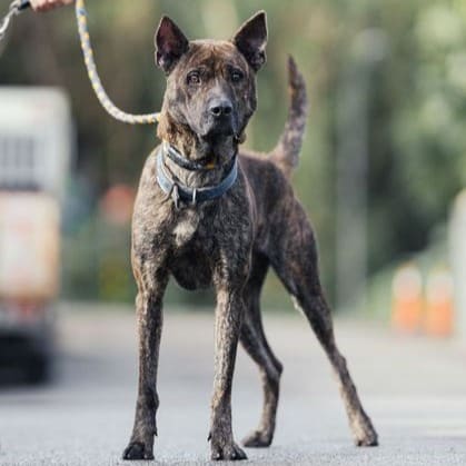 Photo of No. AAAEG1120727001, Adult · Male · Medium · Mixed breed
