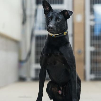 Photo of No. AAAGG1101001001, Adult · Male · Medium · Mixed breed