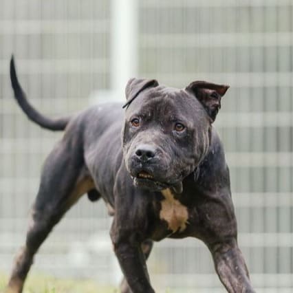 Photo of No. AAAGG1130820001, Adult · Male · Large · American Pit Bull Terrier