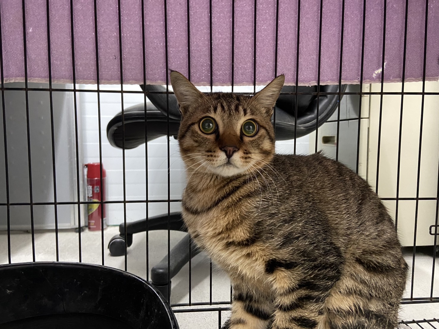 Photo of No. VAAAG113123105, Adult · Male · Medium · Mixed breed