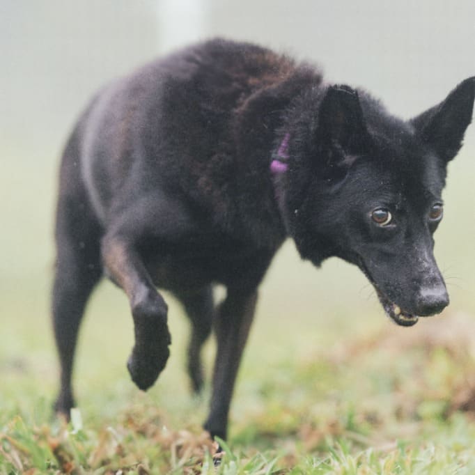 Photo of No. AAAGG1120831002, Adult · Female · Medium · Mixed breed