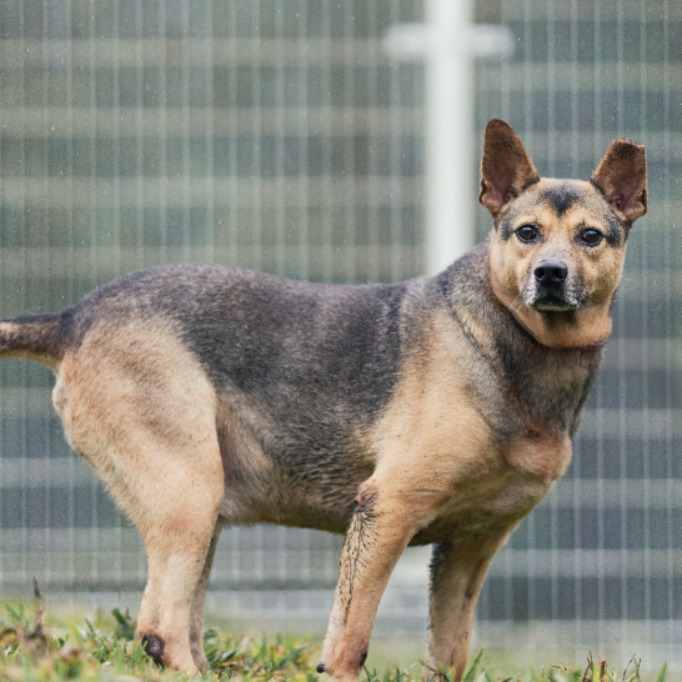 Photo of No. AAAGG104071501, Adult · Male · Medium · Mixed breed