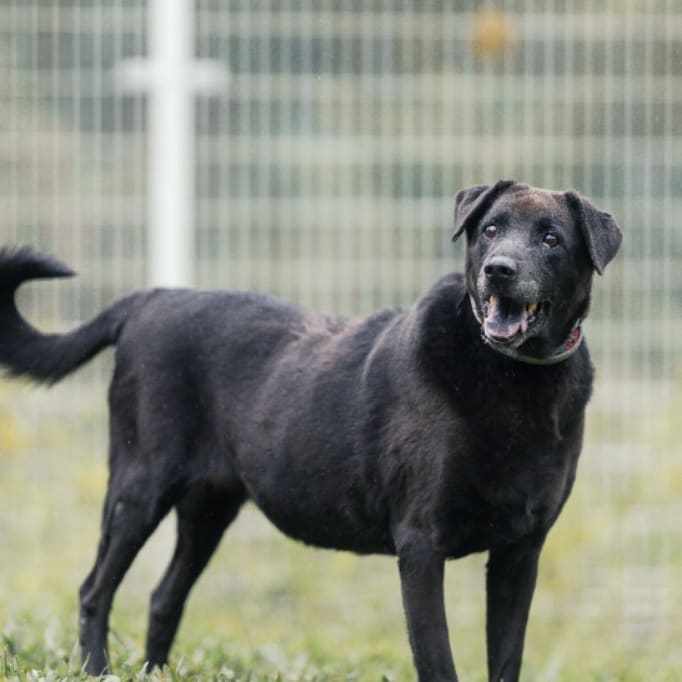 Photo of No. AAAGG1100504003, Female · Large · Mixed breed