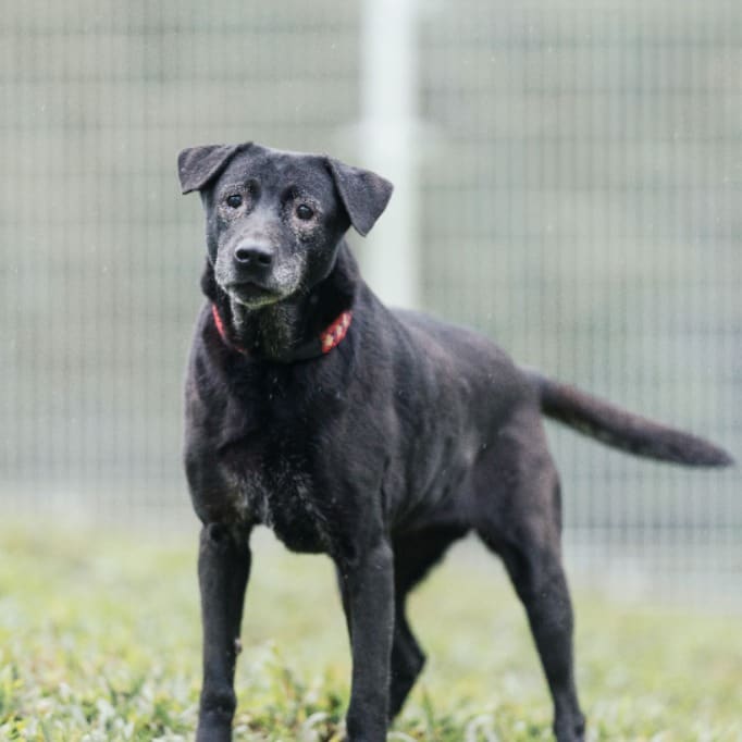 Photo of No. AAAGG1110116005, Female · Large · Mixed breed