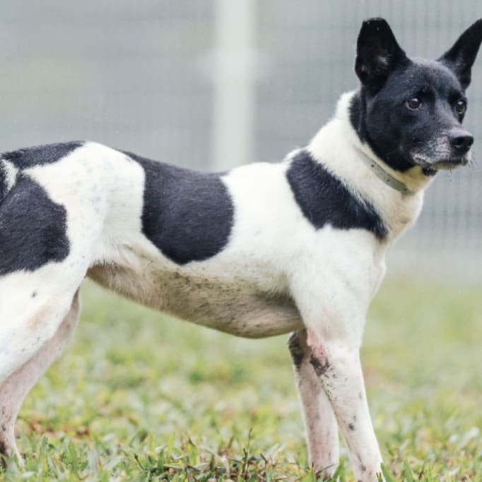 Photo of No. AAAGG1100428005, Adult · Female · Medium · Mixed breed