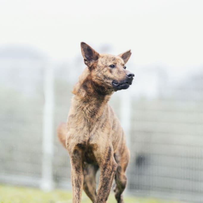 Photo of No. AAAGG1130716001, Adult · Female · Large · Mixed breed