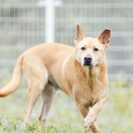 Photo of No. AAAGG1100903005, Adult · Male · Large · Mixed breed