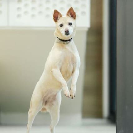 Tan-and-white adult female mixed-breed dog, Medium, shelter no. …6001