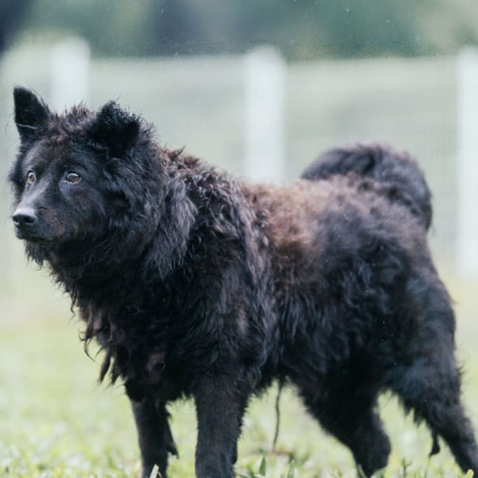 Photo of No. AAAGG1120831001, Adult · Male · Medium · Mixed breed