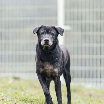 Black adult female mixed-breed dog, Large, shelter no. …6002