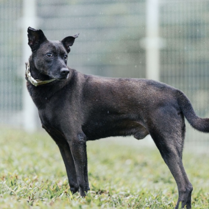 Photo of No. AAAGG106122005, Adult · Male · Large · Mixed breed