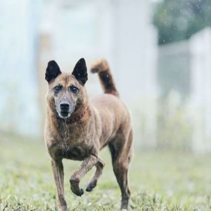 Photo of No. AAAGG1100503003, Adult · Female · Large · Mixed breed