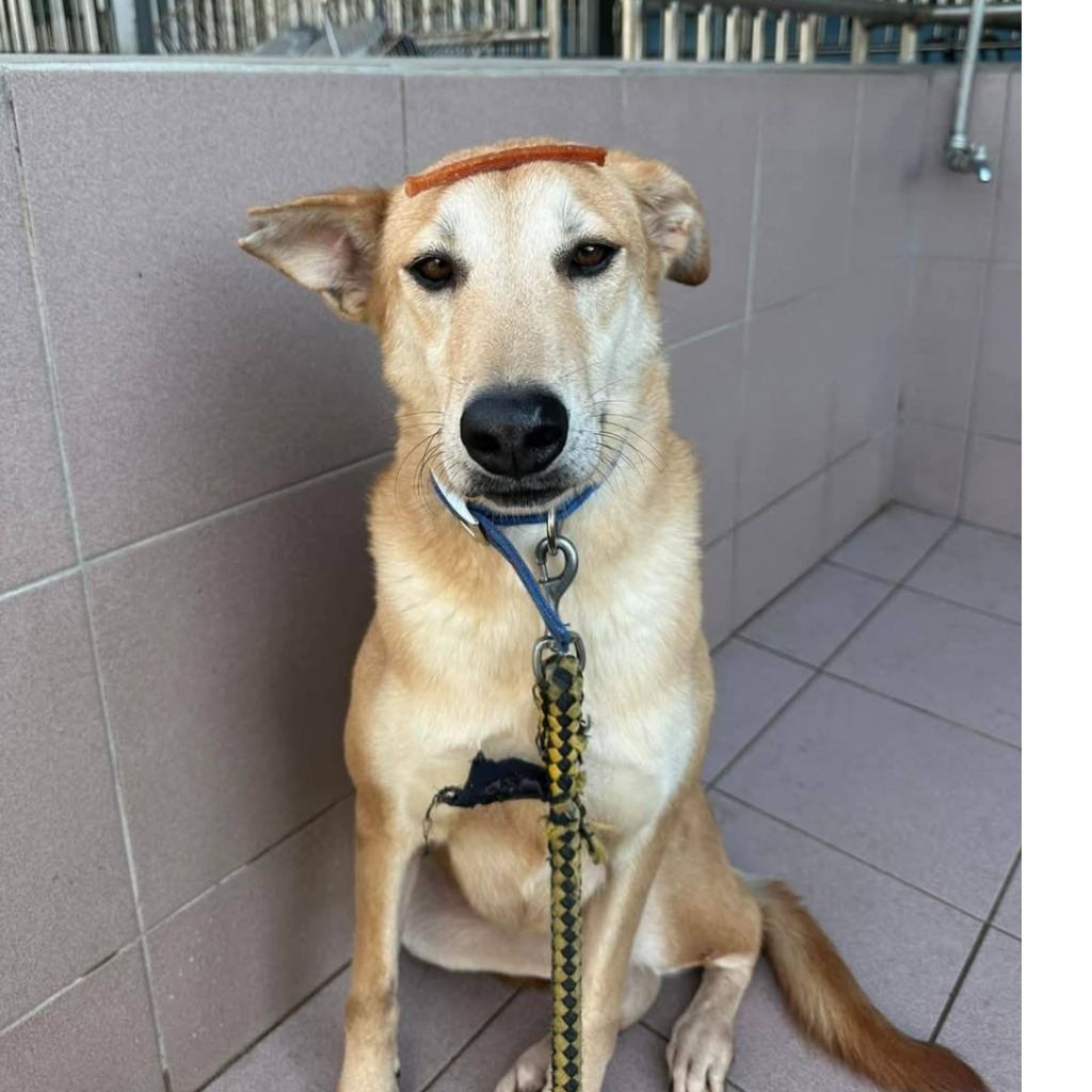 Photo of No. W120711-06, Adult · Female · Medium · Mixed breed