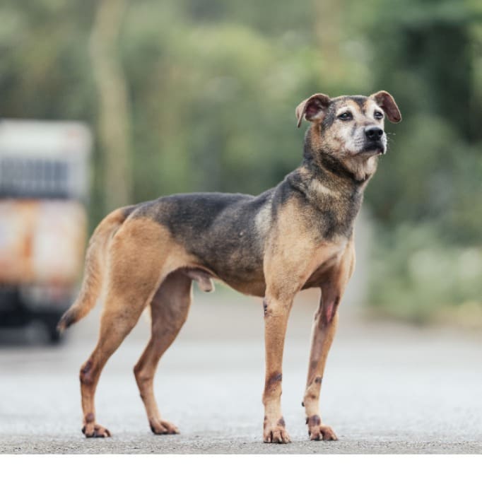Photo of No. AAAEG103061112, Adult · Male · Medium · Mixed breed