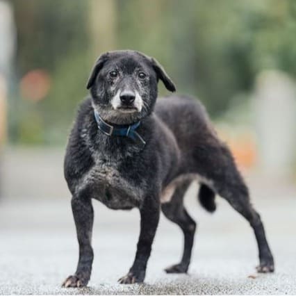 Photo of No. AAAEG103080204, Adult · Male · Medium · Mixed breed