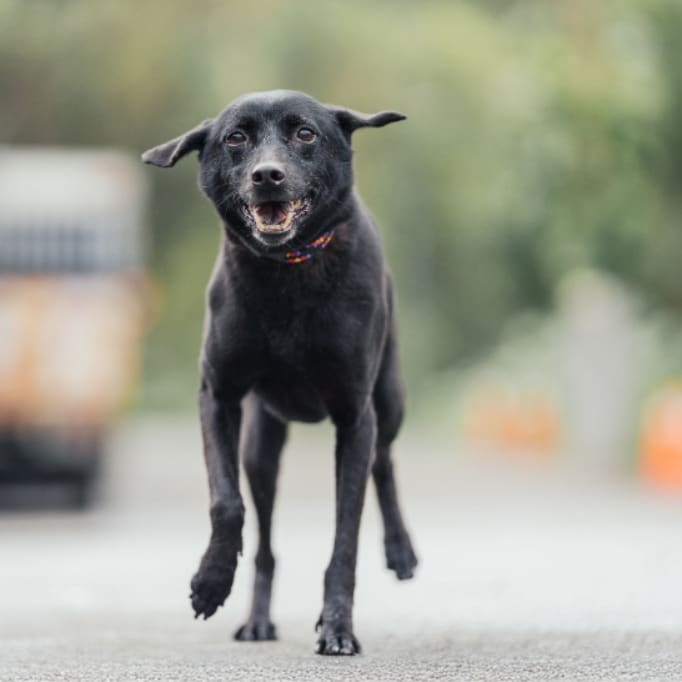 Photo of No. AAAEG103112405, Adult · Female · Medium · Mixed breed