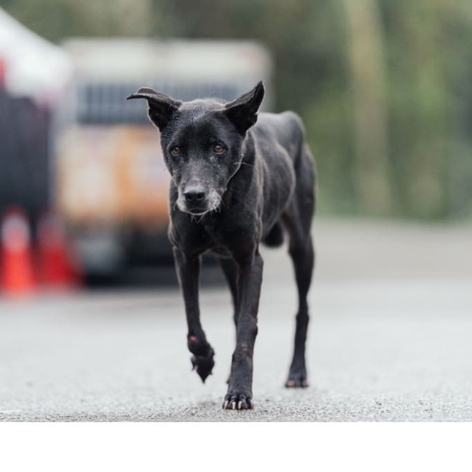 Photo of No. AAAEG103112509, Adult · Female · Medium · Mixed breed