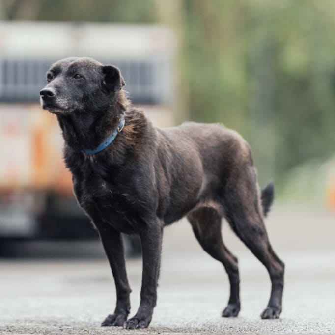Photo of No. AAAEG104041402, Adult · Female · Medium · Mixed breed