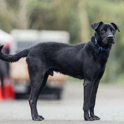Photo of No. AAAEG104051305, Adult · Male · Medium · Mixed breed