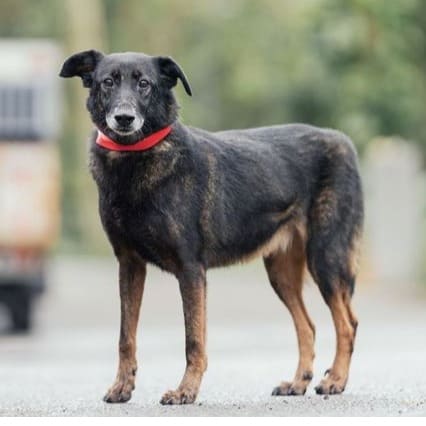 Photo of No. AAAEG105022402, Adult · Female · Medium · Mixed breed