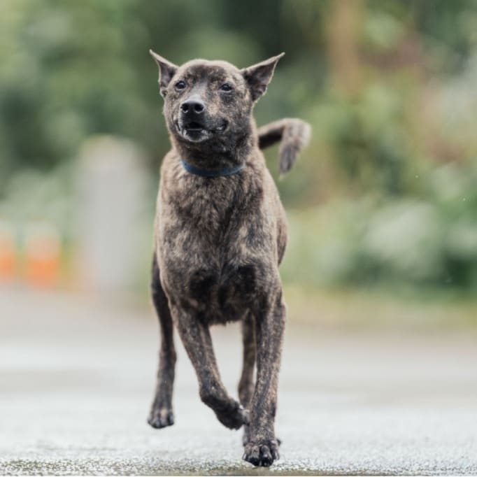 Photo of No. AAAEG105040807, Adult · Female · Medium · Mixed breed