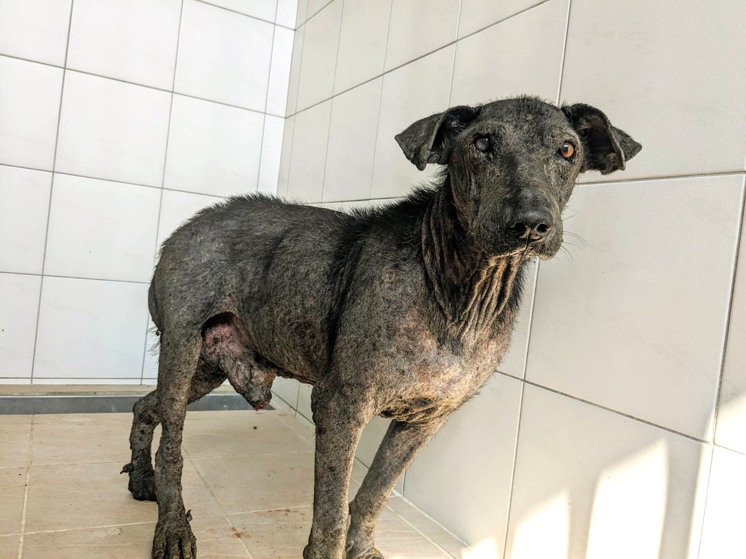 Photo of No. DAAAG1140104001, Adult · Male · Medium · Mixed breed