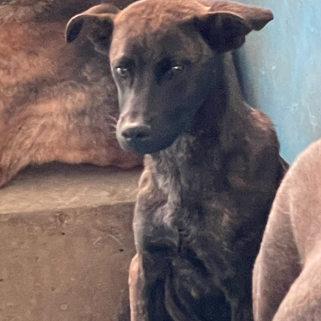 Tabby adult male mixed-breed dog, Large, shelter no. …7007