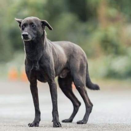 Photo of No. AAAEG106080203, Adult · Male · Medium · Mixed breed
