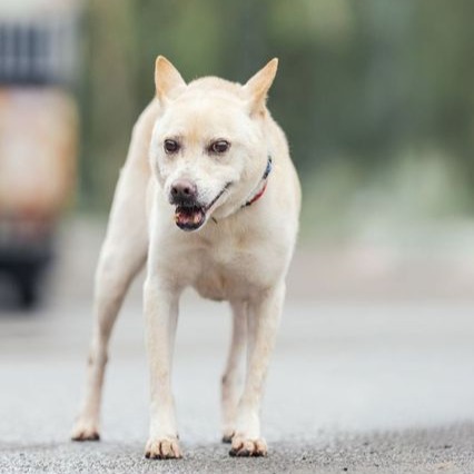 Photo of No. AAAEG1070418001, Adult · Female · Medium · Mixed breed
