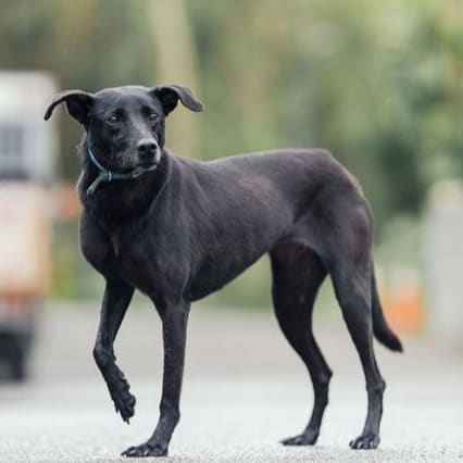 Black adult female mixed-breed dog, Medium, shelter no. …9008