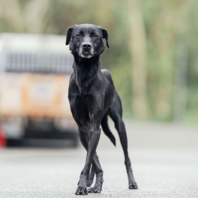 Photo of No. AAAEG1081120013, Adult · Male · Medium · Mixed breed