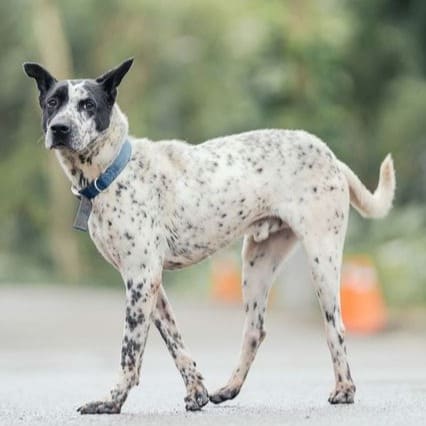 Photo of No. AAAEG1090103003, Adult · Male · Medium · Mixed breed