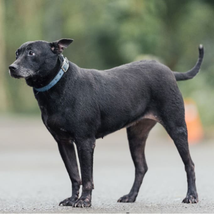 Photo of No. AAAEG1090514009, Adult · Female · Medium · Mixed breed