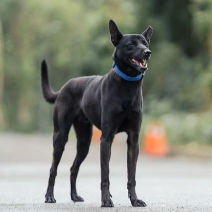Photo of No. AAAEG1090516005, Adult · Male · Medium · Mixed breed