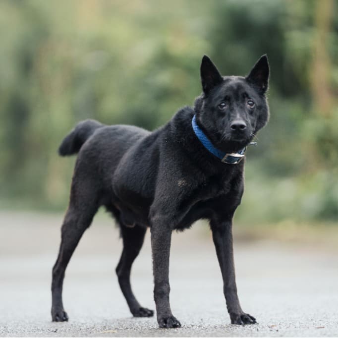 Photo of No. AAAEG1091207001, Adult · Male · Medium · Mixed breed