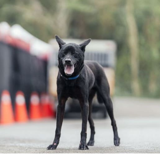 Photo of No. AAAEG1101106002, Adult · Male · Medium · Mixed breed