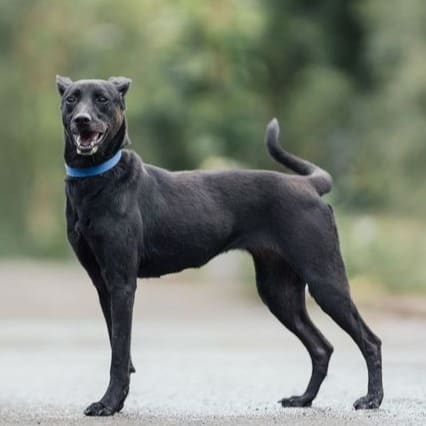 Photo of No. AAAEG1110430003, Adult · Female · Medium · Mixed breed