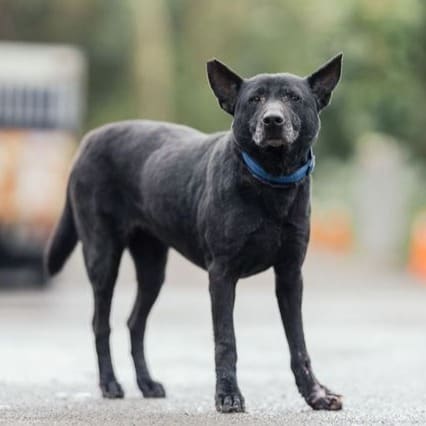 Photo of No. AAAEG1130118002, Adult · Female · Medium · Mixed breed