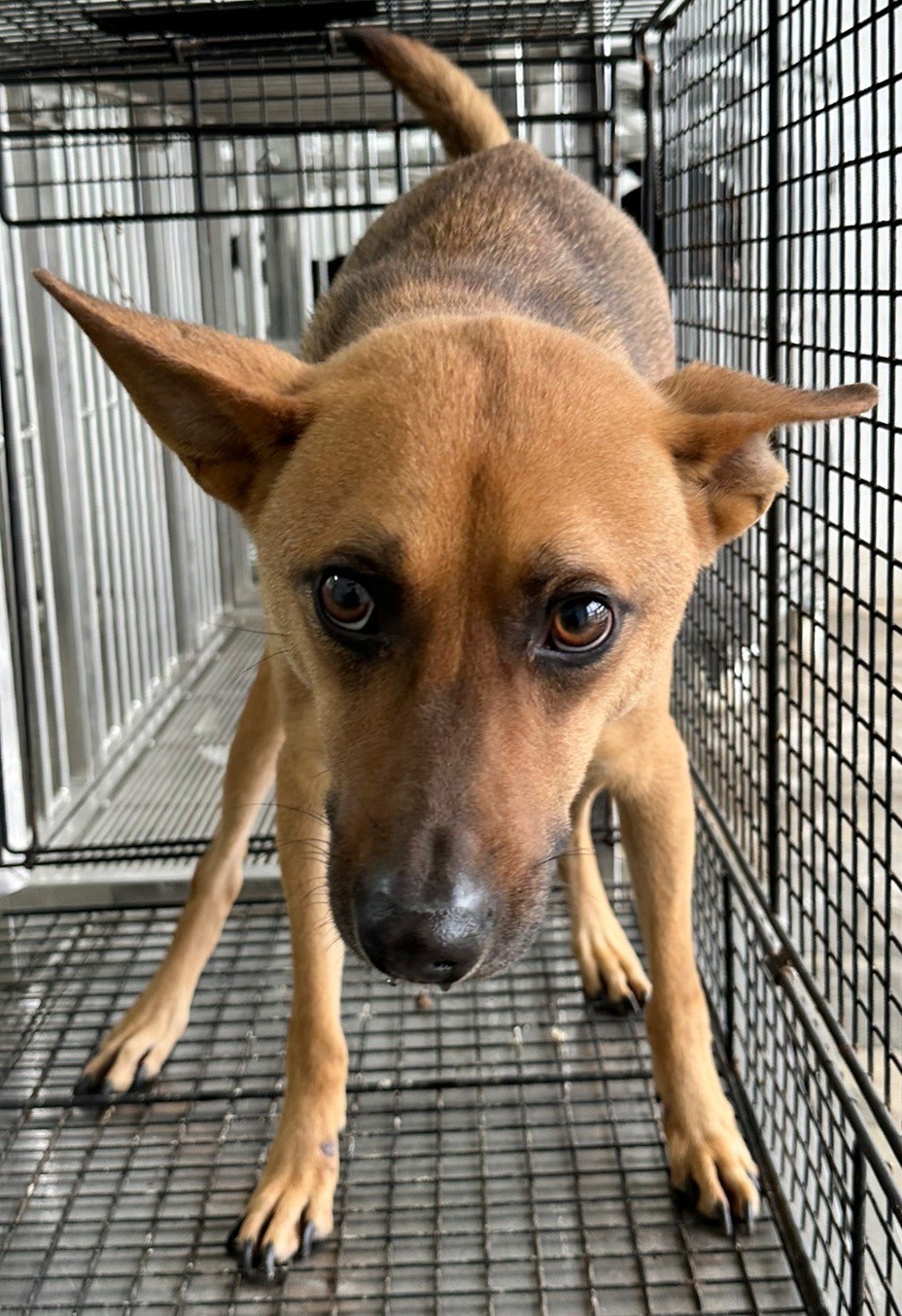 Tan adult male mixed-breed dog, Medium, shelter no. …9005