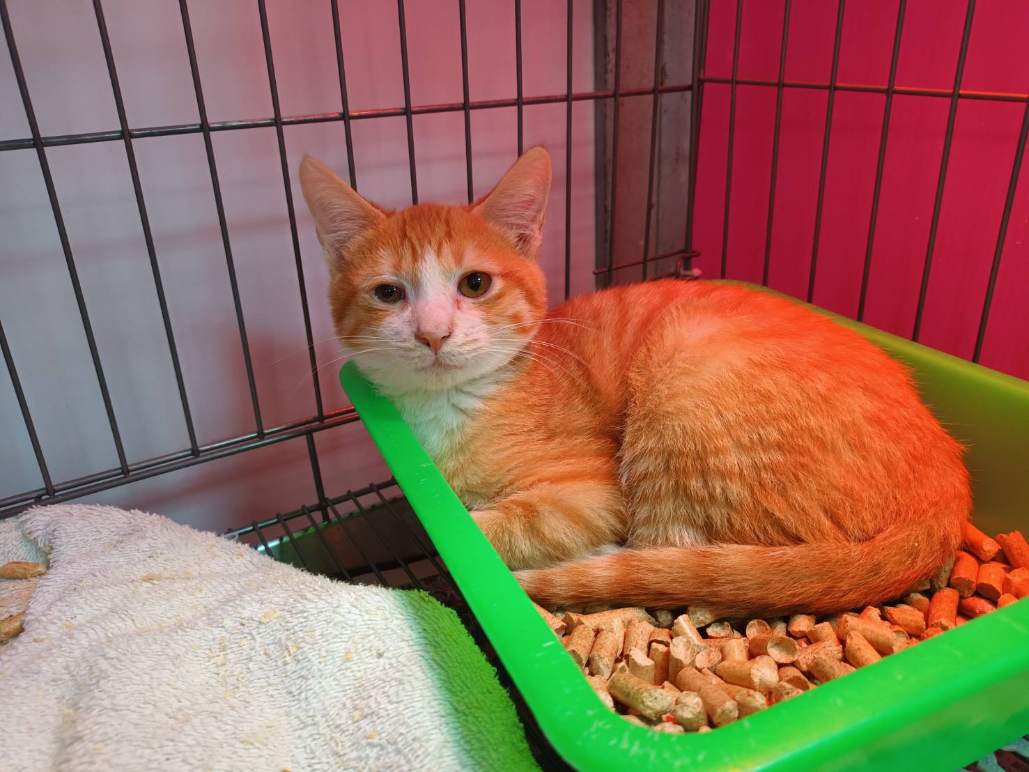 Photo of No. AAADG2025010905, Young · Male · Small · Mixed breed
